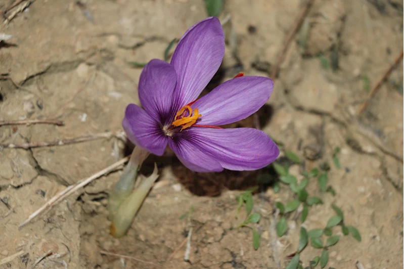 Karabük