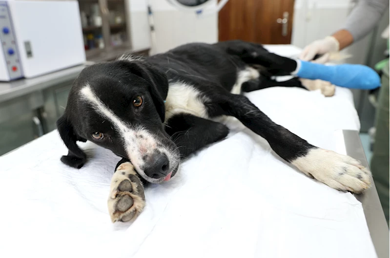 Tramvayın çarptığı köpeğin ezilen ayağı kurtarılmaya çalışılıyor