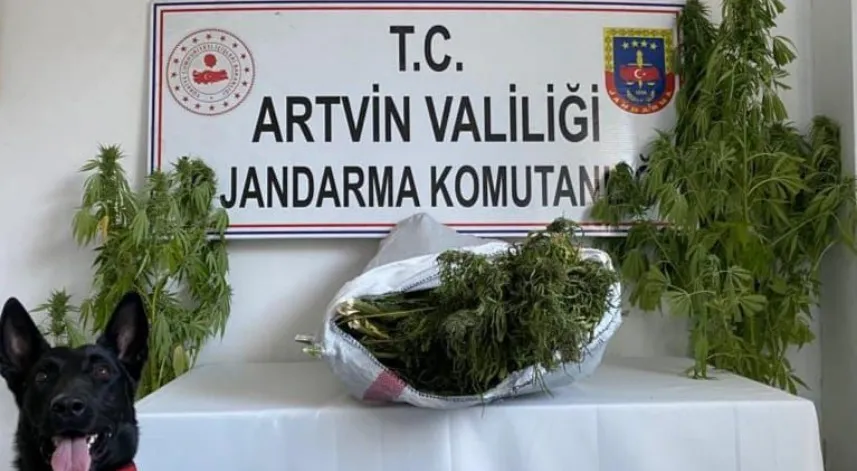 Artvin
