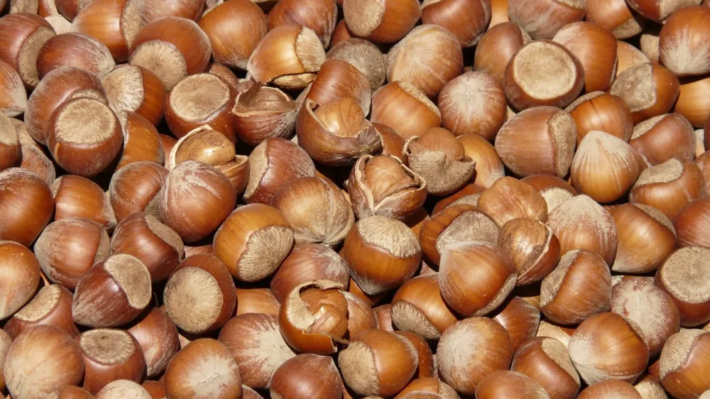Fındık alım fiyatlarına sevindiren zam! 