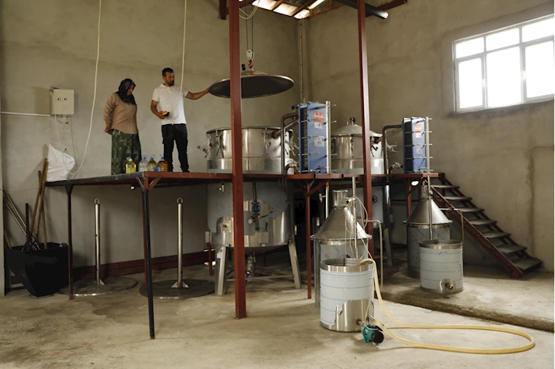 Şehirdeki işlerini bırakan iki kardeş baba topraklarında tıbbi aromatik bitki yetiştiriyor