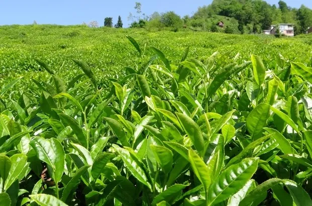 Rize
