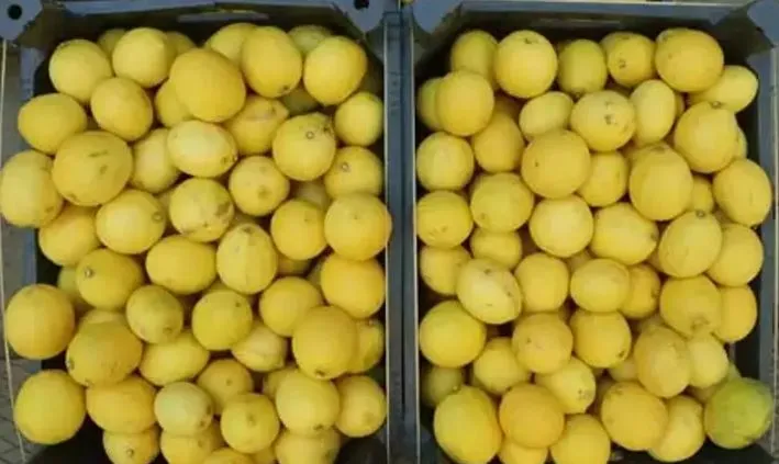 Limon hem kilo verdiriyor hem de kolajen üretiyor