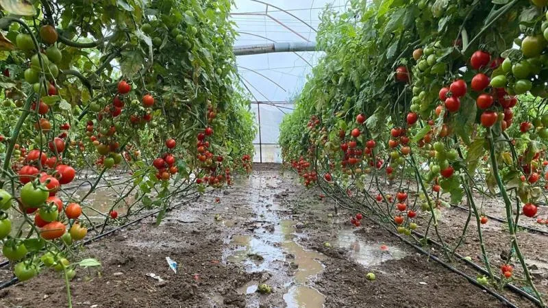 Üreticiye 1,1 milyar lira hasar tazminatı ödendi