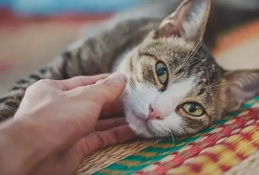 Evde kediniz varsa mutlaka okuyun! Ruh sağlığı üzerinde şaşırtan bir etkisi var!