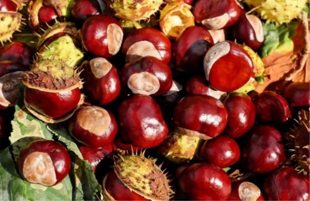 Çin kestanesi nedir, yenir mi, nasıl anlaşılır? Çin kestanesi zararlı mı?