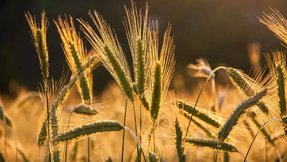 Buğday ve arpa fiyatlarında zamlar kısa sürdü! 