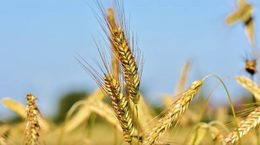 Buğday ve Arpa Alım Fiyatlarında Düşüş Sinyalleri!