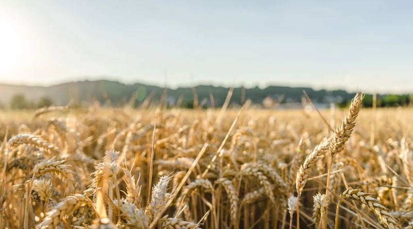 Buğday ve Arpa Alım Fiyatlarına Zam!