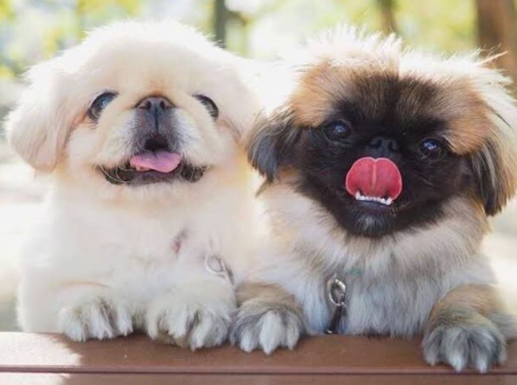 En Sevimli ve Basık Suratlı Uzun Tüylü Pekinez Köpekler Hakkında Bilinmesi Gerekenler