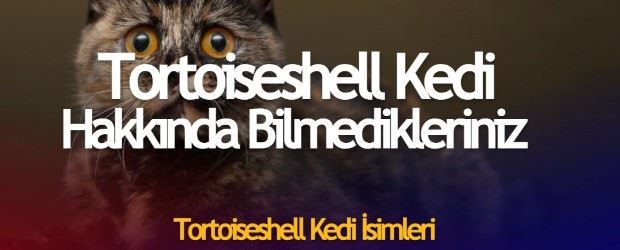 Tortoiseshell Kedi Güncel Fiyat