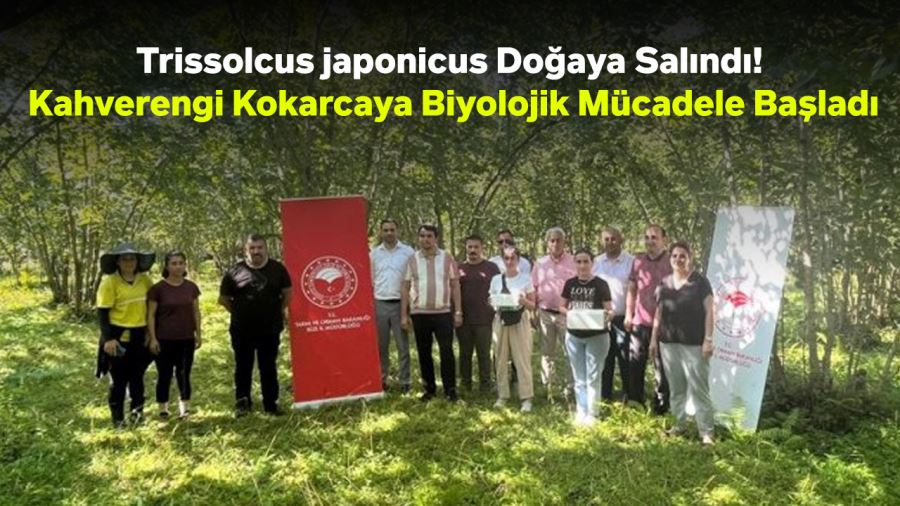 Trissolcus japonicus Doğaya Salındı! Kahverengi Kokarcaya Biyolojik Mücadele Başladı
