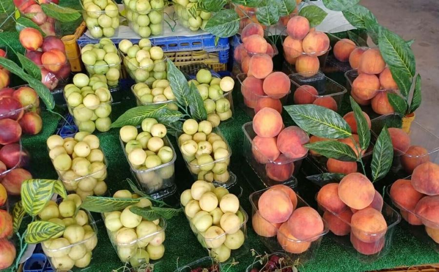 Çakıcı, Türkiye