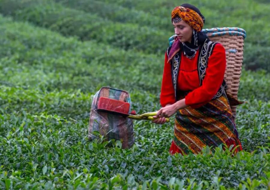 Çay hasadı Bu Sene de Milyonlarca Lira Kazandırdı!