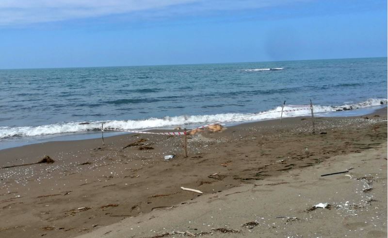 Samsun’da sahilde erkek cesedi bulundu 
