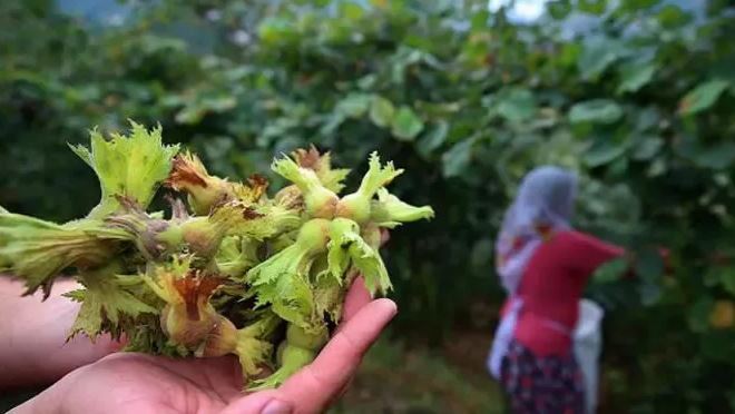 Trabzon Şube Başkanı Pehlevan fındık için çağrıda bulundu