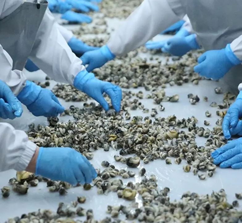 Deniz Salyangozu İhracatı yüzde 100 arttı