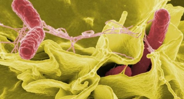 Helicobacter Pylori Nedir, Belirtileri Neler?
