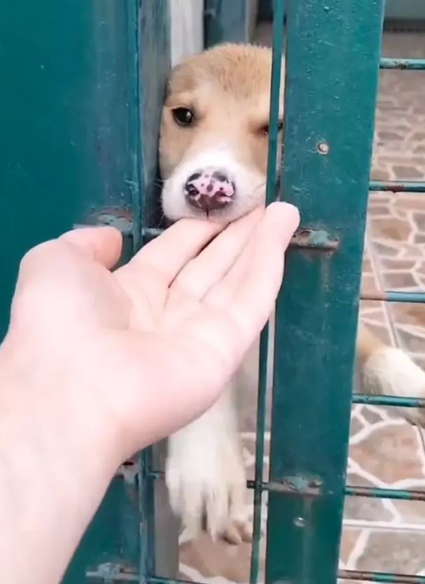 Barınakta gördüğü yavru köpeğin çığlıklarına kayıtsız kalmayan vatandaştan takdirlik hareket!