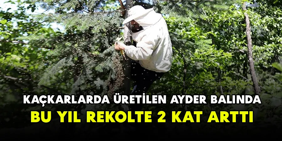 Ayder Balında Bu Yıl Rekolte Geçtiğimiz Yıla Oranla 2 Kat Arttı