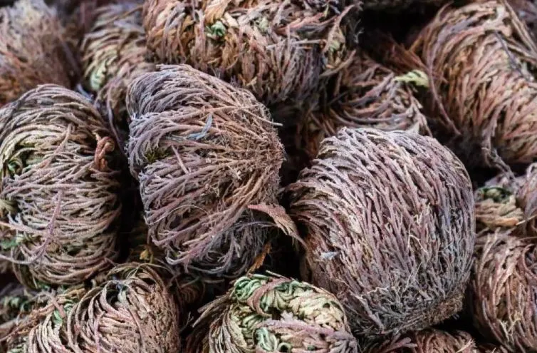 Çocuk Hayaliyle Yanıp Tutuşanlar Aktarlara Koşuyor!