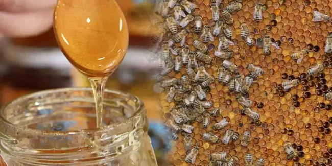 Dünyaca Ünlü Anzer Balının Kilogram Fiyatı 2 Bin 500 TL