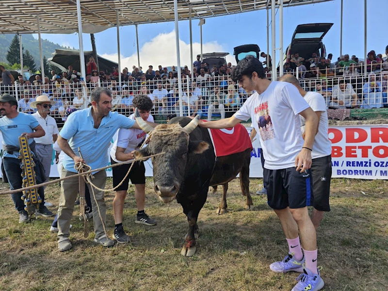 Boğa Güreşleri Türkiye Şampiyonası Artvin