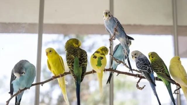 Muhabbet Kuşları Kaç Yıl Yaşar?