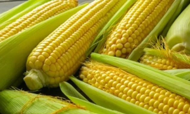 Toprak Mahsulleri Ofisi (TMO) Mısır Alım Fiyatı Ne Kadar 2023?