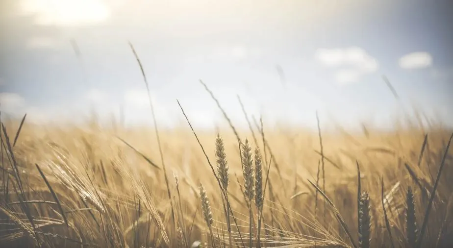 Buğday ve Arpa Alım Fiyatları Açıklandı! 