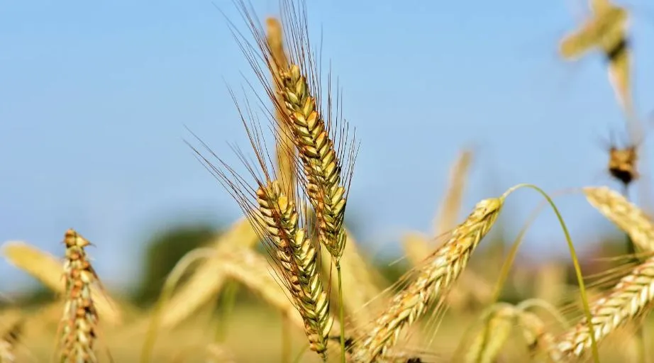 Buğday ve Arpa Alımında Şoke Eden Fiyatlar!