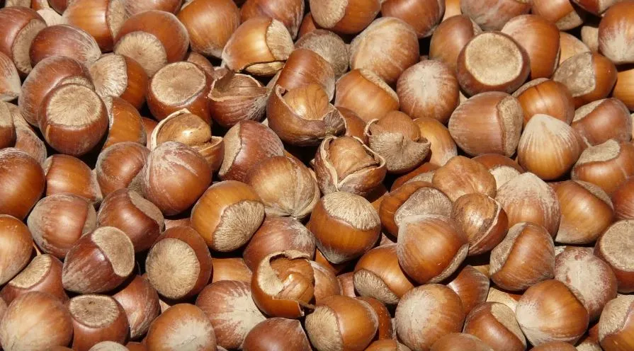 TMO Fındık Alım Fiyatları Açıklandı!