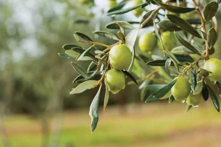 Rüyada Zeytin Görmek İyi Midir?