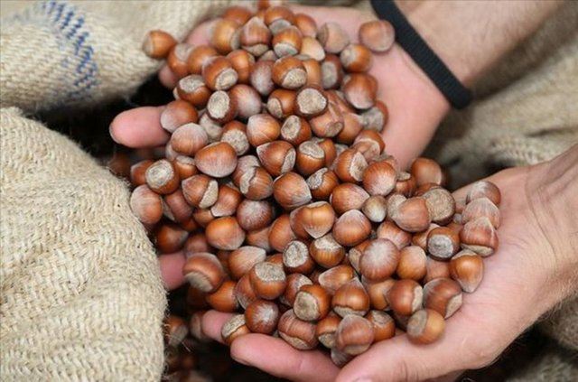  2023 Fındık fiyatları ne kadar olacak, ne zaman açıklanacak?