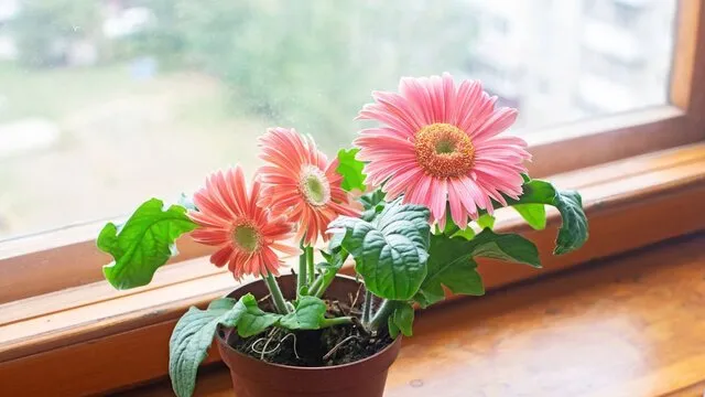 Gerbera yetiştiriciliği karlı mı ve devlet desteği var mı?