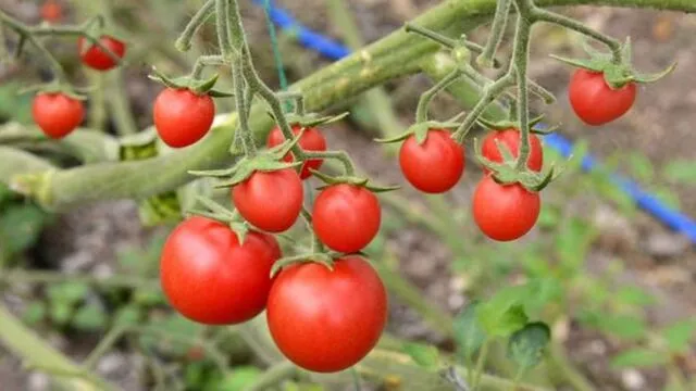 Domates yetiştiriciliği nasıl yapılır, karlı mı ve devlet desteği var mı?