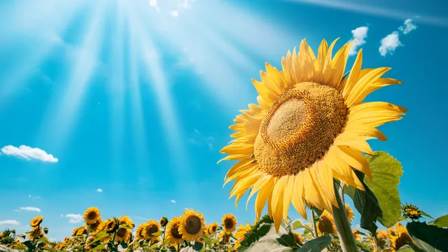Ayçiçeği yetiştiriciliği ve püf noktaları