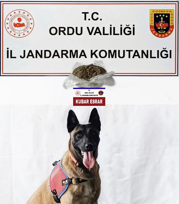 Ordu