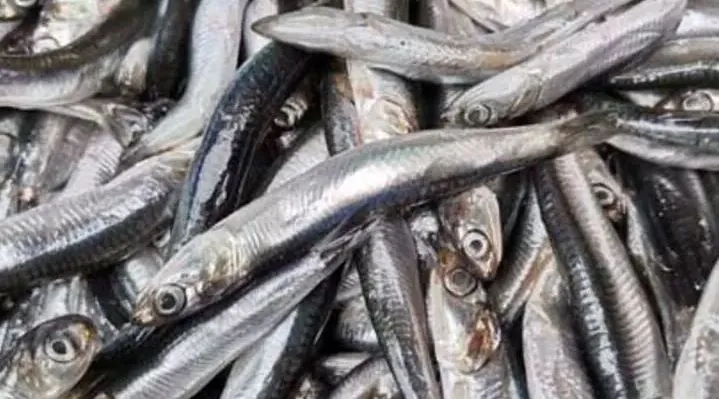 Hamsi Kavgası Niye Çıktı? 