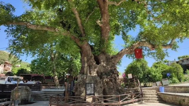 Musa ağacı nasıl ve nerede yetiştirilir?