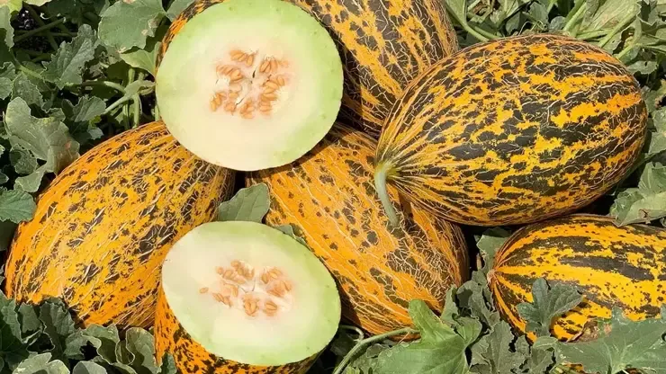 Kavun Kilo Aldırır Mı? Kavun Kilo Yapar Mı?