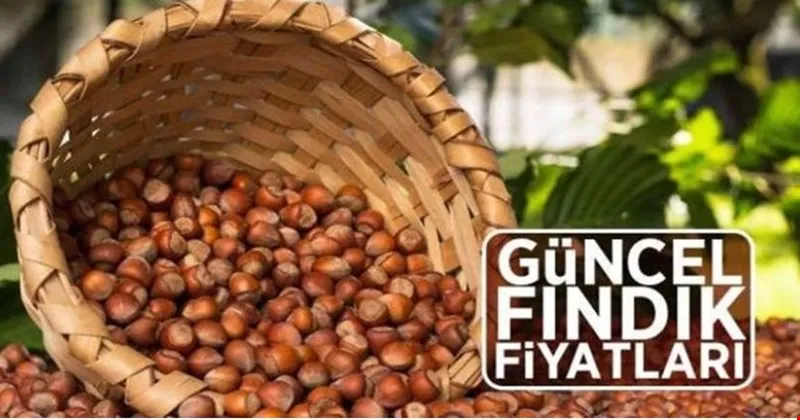Fındık fiyatı ne kadar! İşte en yüksek olduğu İller