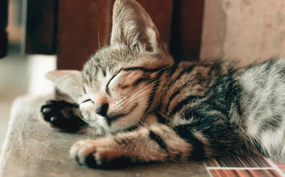 Bugün dünya kediler günü mü? 17 Şubat Cumartesi dünya kediler günü mü, değil mi? Dünya kediler günü ne zaman?