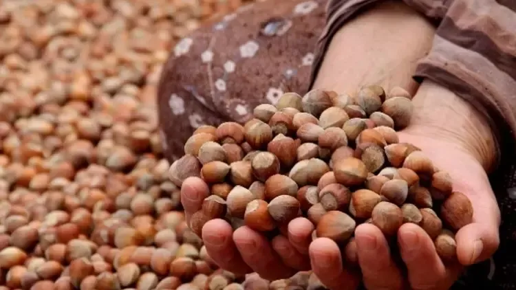 Bugün fındık kaç TL oldu? 2 ŞUBAT 2024 CUMA