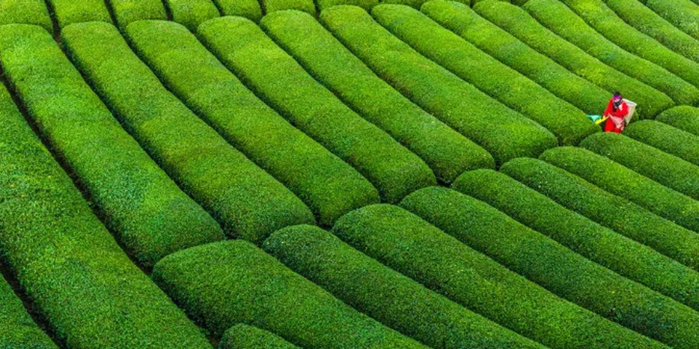 Rize’de Ulusal Çay Kongresi Düzenlenecek