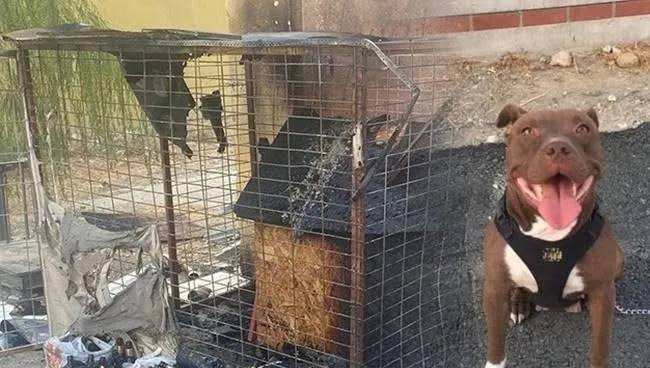 Adalet Yerini Buldu: Şila