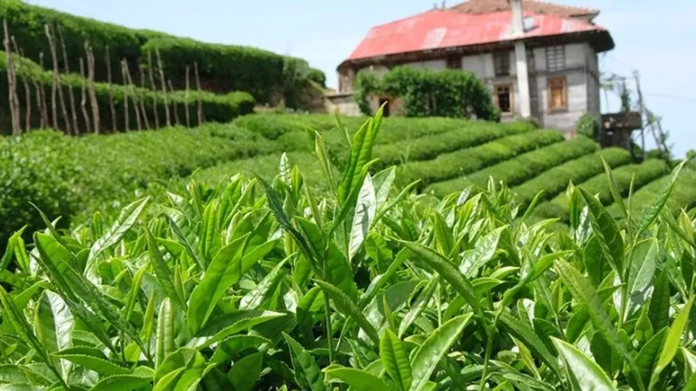 ÇAYKUR