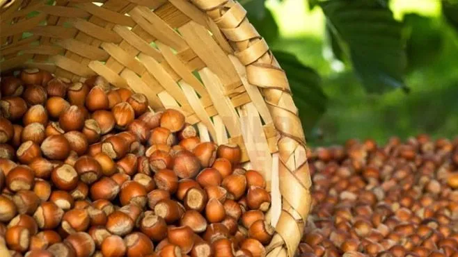 Fındık fiyatları güncellendi! Düştü mü? (17 Nisan 2024)