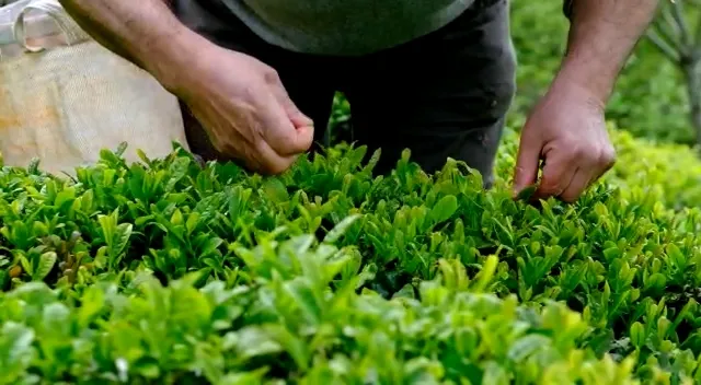 Macaristan’dan getirdiler, Rize’de denenmeye başlandı