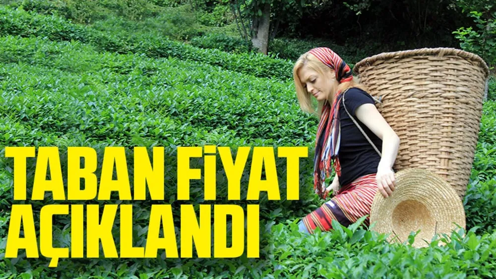 Rize Ziraat Odası Yaş Çay Kilogram Ücretini Belirledi: En Düşük 22 TL!
